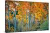 Autumn Aspen Design, Bishop Creek Canyon, Eastern Sierras-Vincent James-Stretched Canvas