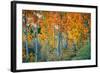 Autumn Aspen Design, Bishop Creek Canyon, Eastern Sierras-Vincent James-Framed Photographic Print