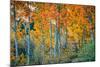 Autumn Aspen Design, Bishop Creek Canyon, Eastern Sierras-Vincent James-Mounted Photographic Print