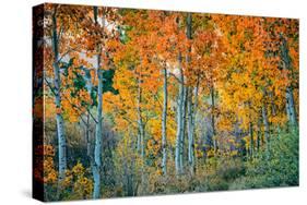 Autumn Aspen Design, Bishop Creek Canyon, Eastern Sierras-Vincent James-Stretched Canvas
