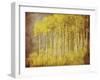 Autumn Aspen Forest-null-Framed Art Print