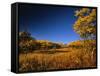 Autumn Aspen Grove in Two Dog Flats in Glacier National Park, Montana, USA-Chuck Haney-Framed Stretched Canvas