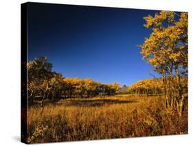 Autumn Aspen Grove in Two Dog Flats in Glacier National Park, Montana, USA-Chuck Haney-Stretched Canvas