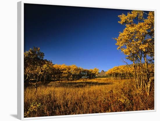 Autumn Aspen Grove in Two Dog Flats in Glacier National Park, Montana, USA-Chuck Haney-Framed Photographic Print