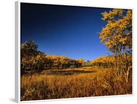 Autumn Aspen Grove in Two Dog Flats in Glacier National Park, Montana, USA-Chuck Haney-Framed Photographic Print