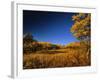 Autumn Aspen Grove in Two Dog Flats in Glacier National Park, Montana, USA-Chuck Haney-Framed Photographic Print