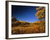 Autumn Aspen Grove in Two Dog Flats in Glacier National Park, Montana, USA-Chuck Haney-Framed Photographic Print