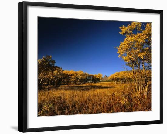 Autumn Aspen Grove in Two Dog Flats in Glacier National Park, Montana, USA-Chuck Haney-Framed Photographic Print