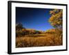 Autumn Aspen Grove in Two Dog Flats in Glacier National Park, Montana, USA-Chuck Haney-Framed Photographic Print