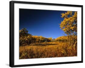 Autumn Aspen Grove in Two Dog Flats in Glacier National Park, Montana, USA-Chuck Haney-Framed Photographic Print