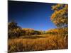 Autumn Aspen Grove in Two Dog Flats in Glacier National Park, Montana, USA-Chuck Haney-Mounted Photographic Print