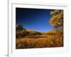 Autumn Aspen Grove in Two Dog Flats in Glacier National Park, Montana, USA-Chuck Haney-Framed Photographic Print