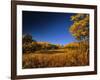 Autumn Aspen Grove in Two Dog Flats in Glacier National Park, Montana, USA-Chuck Haney-Framed Photographic Print