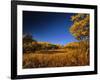 Autumn Aspen Grove in Two Dog Flats in Glacier National Park, Montana, USA-Chuck Haney-Framed Photographic Print