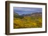 Autumn Aspen groves with Red Mountain in Glacier National Park, Montana, USA-Chuck Haney-Framed Photographic Print