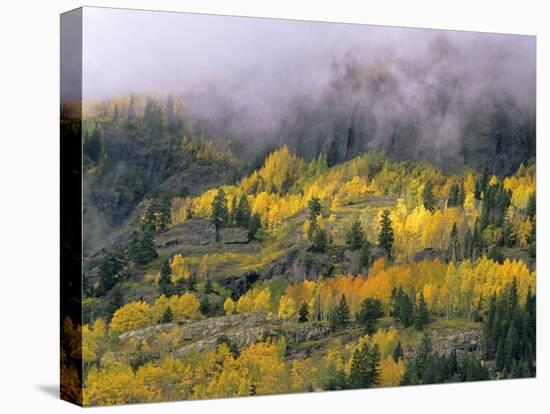 Autumn Aspen in Fog, San Juan Mountains, Colorado, USA-Chuck Haney-Stretched Canvas