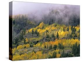 Autumn Aspen in Fog, San Juan Mountains, Colorado, USA-Chuck Haney-Stretched Canvas