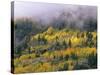 Autumn Aspen in Fog, San Juan Mountains, Colorado, USA-Chuck Haney-Stretched Canvas