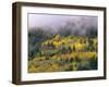 Autumn Aspen in Fog, San Juan Mountains, Colorado, USA-Chuck Haney-Framed Premium Photographic Print