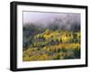 Autumn Aspen in Fog, San Juan Mountains, Colorado, USA-Chuck Haney-Framed Premium Photographic Print