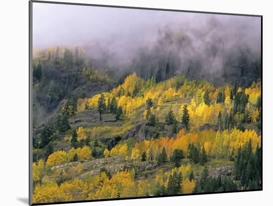 Autumn Aspen in Fog, San Juan Mountains, Colorado, USA-Chuck Haney-Mounted Premium Photographic Print