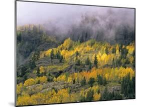 Autumn Aspen in Fog, San Juan Mountains, Colorado, USA-Chuck Haney-Mounted Premium Photographic Print