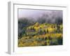 Autumn Aspen in Fog, San Juan Mountains, Colorado, USA-Chuck Haney-Framed Photographic Print