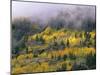 Autumn Aspen in Fog, San Juan Mountains, Colorado, USA-Chuck Haney-Mounted Photographic Print