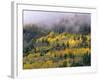 Autumn Aspen in Fog, San Juan Mountains, Colorado, USA-Chuck Haney-Framed Photographic Print