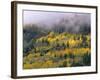 Autumn Aspen in Fog, San Juan Mountains, Colorado, USA-Chuck Haney-Framed Photographic Print