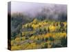 Autumn Aspen in Fog, San Juan Mountains, Colorado, USA-Chuck Haney-Stretched Canvas