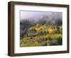 Autumn Aspen in Fog, San Juan Mountains, Colorado, USA-Chuck Haney-Framed Photographic Print