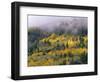 Autumn Aspen in Fog, San Juan Mountains, Colorado, USA-Chuck Haney-Framed Photographic Print