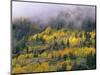 Autumn Aspen in Fog, San Juan Mountains, Colorado, USA-Chuck Haney-Mounted Photographic Print