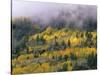 Autumn Aspen in Fog, San Juan Mountains, Colorado, USA-Chuck Haney-Stretched Canvas