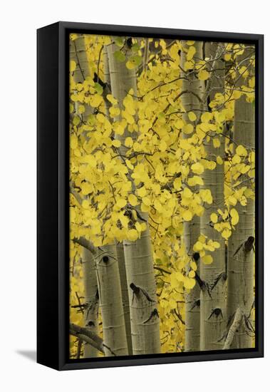 Autumn aspen leaves, Uncompahgre National Forest, Sneffels Range, Colorado-Adam Jones-Framed Stretched Canvas