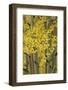 Autumn aspen leaves, Uncompahgre National Forest, Sneffels Range, Colorado-Adam Jones-Framed Photographic Print