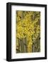 Autumn aspen leaves, Uncompahgre National Forest, Sneffels Range, Colorado-Adam Jones-Framed Photographic Print