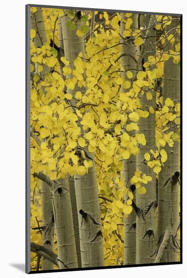 Autumn aspen leaves, Uncompahgre National Forest, Sneffels Range, Colorado-Adam Jones-Mounted Photographic Print