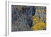 Autumn Aspen Patterns in the White River National Forest Near Aspen, Colorado, Usa-Chuck Haney-Framed Photographic Print