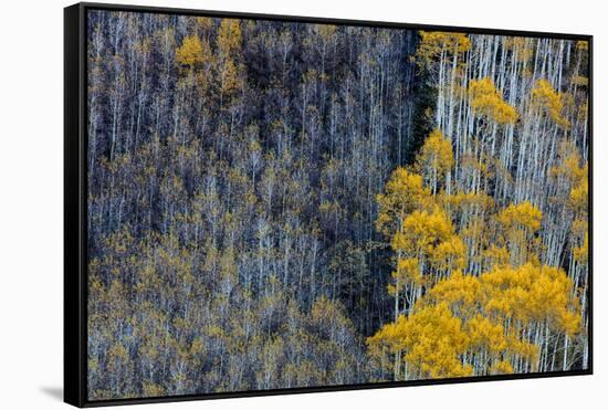 Autumn Aspen Patterns in the White River National Forest Near Aspen, Colorado, Usa-Chuck Haney-Framed Stretched Canvas