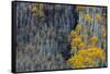 Autumn Aspen Patterns in the White River National Forest Near Aspen, Colorado, Usa-Chuck Haney-Framed Stretched Canvas