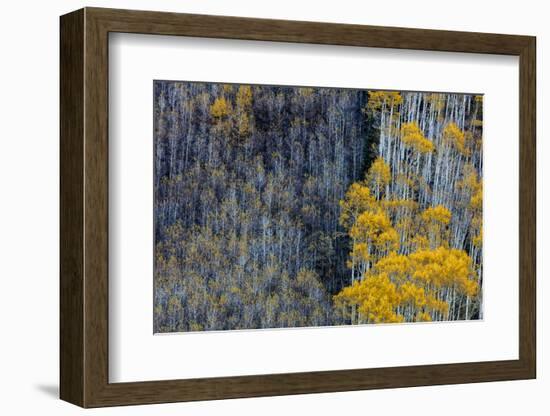 Autumn Aspen Patterns in the White River National Forest Near Aspen, Colorado, Usa-Chuck Haney-Framed Photographic Print