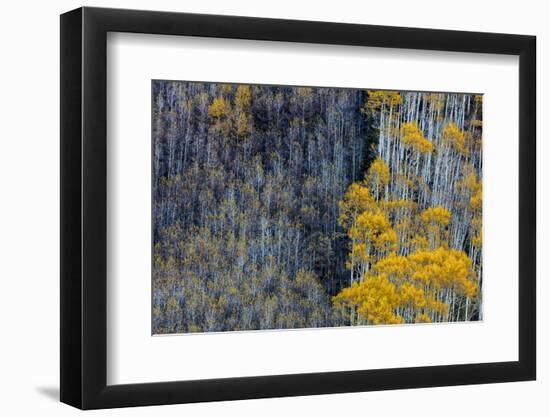 Autumn Aspen Patterns in the White River National Forest Near Aspen, Colorado, Usa-Chuck Haney-Framed Photographic Print