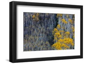 Autumn Aspen Patterns in the White River National Forest Near Aspen, Colorado, Usa-Chuck Haney-Framed Photographic Print