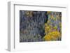 Autumn Aspen Patterns in the White River National Forest Near Aspen, Colorado, Usa-Chuck Haney-Framed Photographic Print