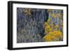 Autumn Aspen Patterns in the White River National Forest Near Aspen, Colorado, Usa-Chuck Haney-Framed Photographic Print