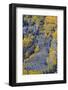 Autumn Aspen Patterns in the White River National Forest Near Aspen, Colorado, Usa-Chuck Haney-Framed Photographic Print