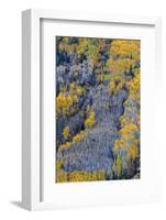 Autumn Aspen Patterns in the White River National Forest Near Aspen, Colorado, Usa-Chuck Haney-Framed Photographic Print