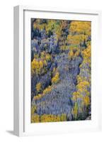 Autumn Aspen Patterns in the White River National Forest Near Aspen, Colorado, Usa-Chuck Haney-Framed Photographic Print